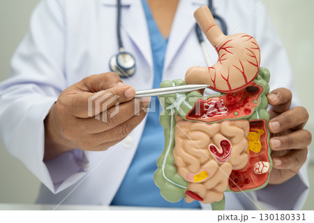 Digestive system with stomach and intestine, Asian doctor holding human anatomy model for study diagnosis and treatment in hospital. 130180331