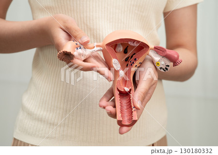 Uterus, Asian woman holding human anatomy model. Uterus, Asian woman holding human anatomy model. 130180332