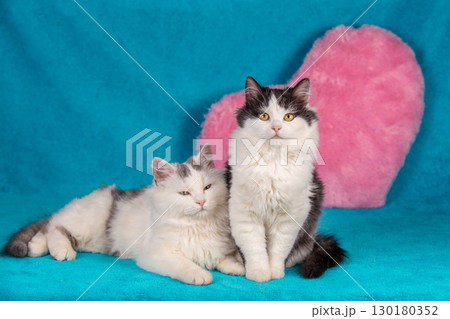 Two cute kittens lying next to big red cartoon heart on a blue blanket Two cute kittens lying next to big red cartoon heart on a blue blanket 130180352