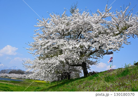 舟津川沿いの桜並木（福島県） 130180370