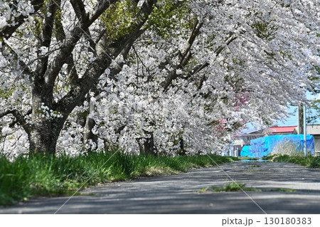 舟津川沿いの桜並木（福島県） 130180383