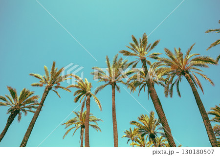 Palm trees against the blue sky. Tropical nature background Palm trees against the blue sky. Tropical nature background 130180507