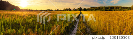 Dirt road along a wheat field at sunset. Horizontal banner 130180508