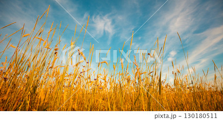 View of a wheat field against a beautiful sky View of a wheat field against a beautiful sky 130180511
