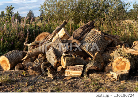 Sawn Oak Tree Segments in a Rural Location on a Summer Evening 130180724