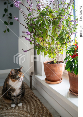 Calm, relaxed calico cat sitting on jute rug at home. Domestic kitty looks at flowering thai basil 130180731