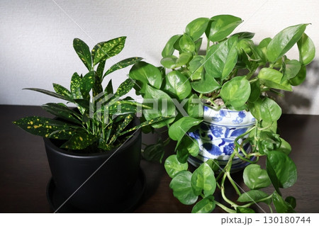 下駄箱の上の観葉植物クロトンとポトス 130180744