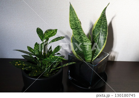 下駄箱の上の観葉植物クロトンとサンスベリア 下駄箱の上の観葉植物クロトンとサンスベリア 130180745