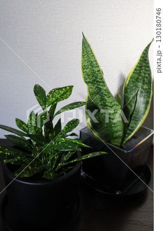 下駄箱の上の観葉植物サンスベリアとクロトン 下駄箱の上の観葉植物サンスベリアとクロトン 130180746