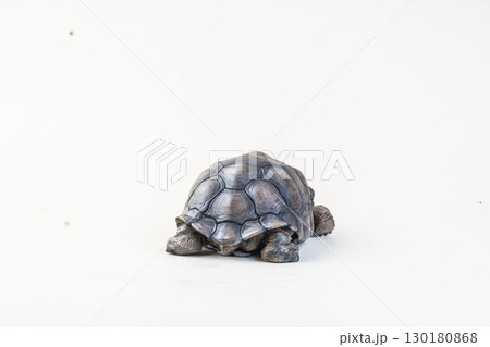 Galapagos giant tortoise on isolated background 130180868