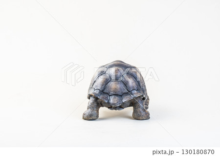 Galapagos giant tortoise on isolated background Galapagos giant tortoise on isolated background 130180870