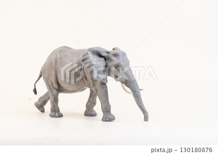 African elephant on isolated background 130180876