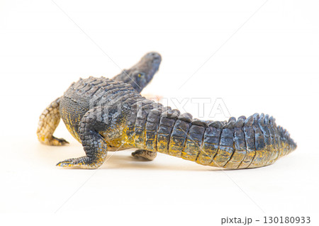 Nile crocodile animal on isolated background 130180933