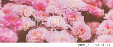 Nature floral background. Flowering chrysanthemum in the summer garden. Horizontal banner Nature floral background. Flowering chrysanthemum in the summer garden. Horizontal banner 130181054
