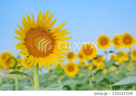 夏のひまわり畑の風景 130181508