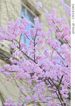旧成徳中学校の早咲き 「春めき」桜 2024年春 旧成徳中学校の早咲き 「春めき」桜 2024年春 130181901