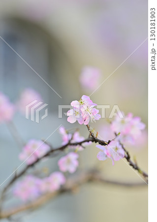 旧成徳中学校の早咲き　「春めき」桜　2024年春 130181903