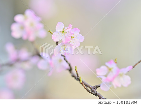 旧成徳中学校の早咲き 「春めき」桜 2024年春 旧成徳中学校の早咲き 「春めき」桜 2024年春 130181904