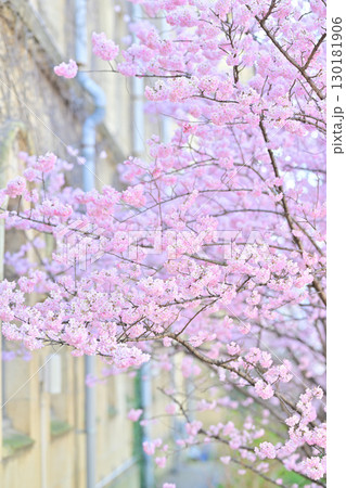 旧成徳中学校の早咲き 「春めき」桜 2024年春 旧成徳中学校の早咲き 「春めき」桜 2024年春 130181906