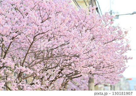旧成徳中学校の早咲き　「春めき」桜　2024年春 130181907