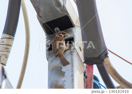 電柱のD型腕金で子育てする雀。餌を咥えて帰宅 電柱のD型腕金で子育てする雀。餌を咥えて帰宅 130181910