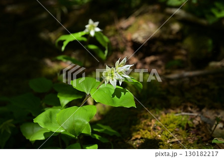 佐渡島ドンデン山に咲く野草・チゴユリ 佐渡島ドンデン山に咲く野草・チゴユリ 130182217