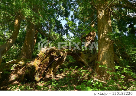佐渡島ドンデン山の杉林 130182220