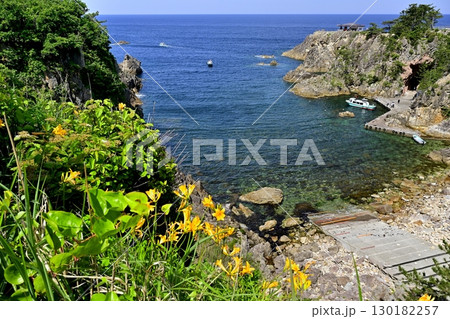 佐渡島の尖閣湾の遊覧船の港と断崖に咲くトビシマカンゾウ 130182257