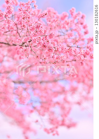長徳寺　おかめ桜　2024年春 130182616