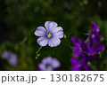 Flax flowers on a flower bed close up, blue flowers 130182675