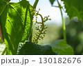 Grona of grapes at birth, green vineyard 130182676