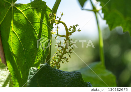 Grona of grapes at birth, green vineyard Grona of grapes at birth, green vineyard 130182676