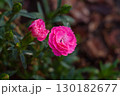 Miniature pink carnations on a flower bed, beautiful flower, floral background 130182677