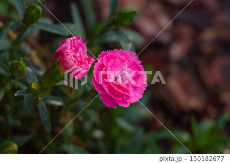 Miniature pink carnations on a flower bed, beautiful flower, floral background 130182677