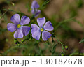 Flax flowers on a flower bed close up, blue flowers 130182678