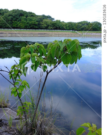 水面に映る新緑の季節 水面に映る新緑の季節 130183616