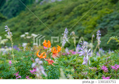 大山ユートピアコース　お花畑の花々1　鳥取県西伯郡大山町 130183751