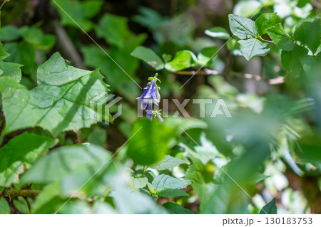 【日本百名山】大山　宝珠山に咲くソバナの花1　鳥取県西伯郡大山町 130183753