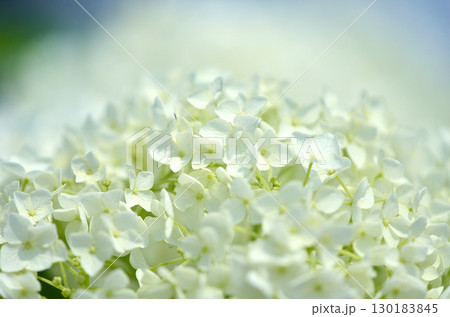 四季折々に咲く花の魅力 四季折々に咲く花の魅力 130183845