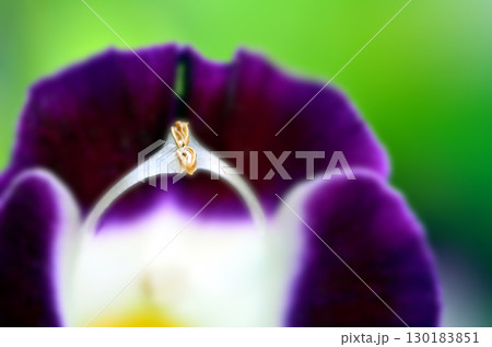 四季折々に咲く花の魅力 四季折々に咲く花の魅力 130183851