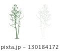 シラカバの添景_シルエットとアウトラインのベクターイラスト2点セット_建築図面向け 130184172