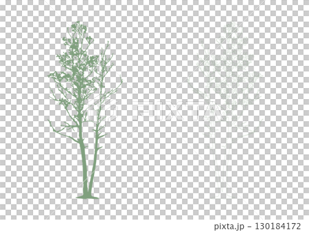 Birch tree silhouette and outline vector illustrations (set of 2) for architectural drawings 130184172