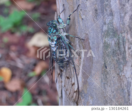ミンミンゼミのオス ミンミンゼミのオス 130184261