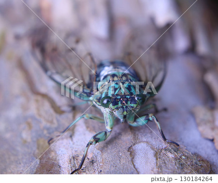 ミンミンゼミのオス 130184264