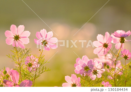 四季折々に咲く花の魅力美しさ 四季折々に咲く花の魅力美しさ 130184434