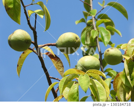 カリン(花梨)の果実 カリン(花梨)の果実 130184718