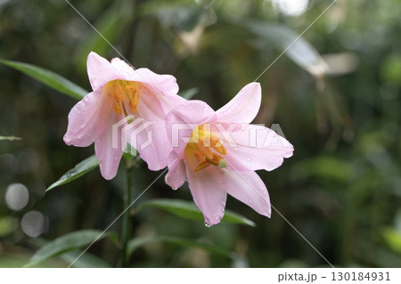 大朝日岳のヒメサユリ 130184931