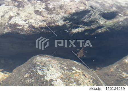 クロサンショウウオの子供 130184959