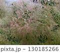 雨に濡れるスモークツリーの花 130185266