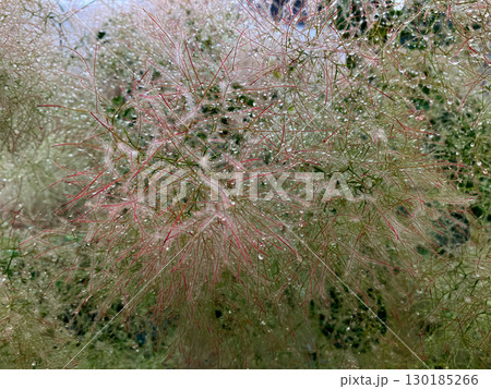 雨に濡れるスモークツリーの花 130185266